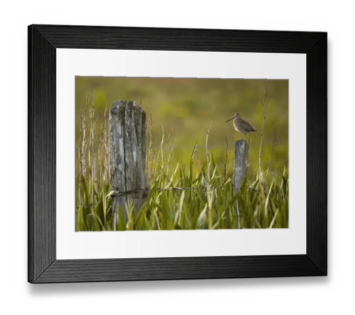 Framed Print : Snipe (Gallinago gallinago) perched on a post in a marshy area of Yellow Flag Iris Framed Print : Snipe (Gallinago gallinago) perched on a post in a marshy area of Yellow Flag Iris