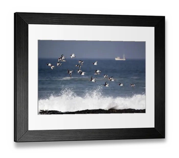 Framed Print : Flock of Oystercatchers (Haematopus ostralegus) in flight, Cornwall, England, August 2010 Framed Print : Flock of Oystercatchers (Haematopus ostralegus) in flight, Cornwall, England, August 2010