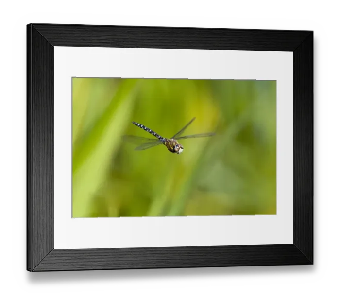 Framed Print : Migrant Hawker dragonfly (Aeshna mixta latrielle) male in flight, Wiltshire, England