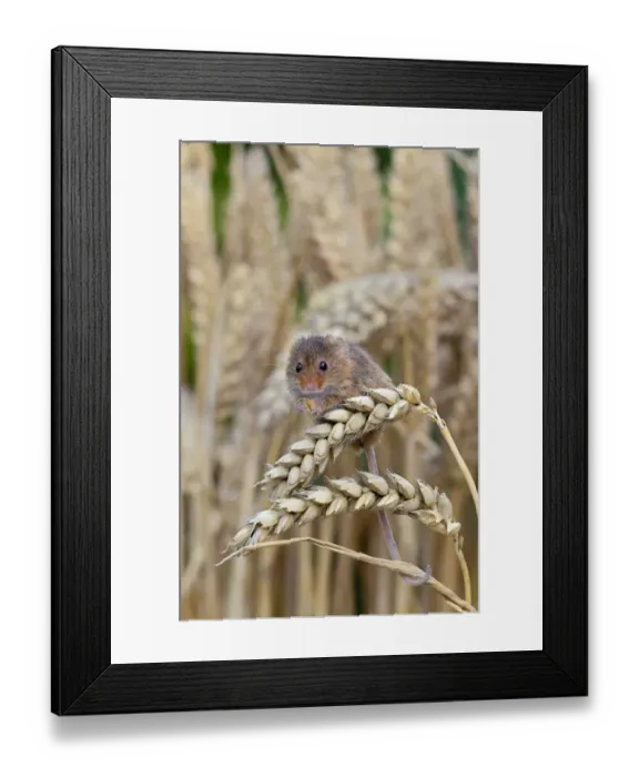 Framed Print : Harvest Mouse ( Micromys minutus) feeding on ear of wheat, Captive, UK, August Framed Print : Harvest Mouse ( Micromys minutus) feeding on ear of wheat, Captive, UK, August