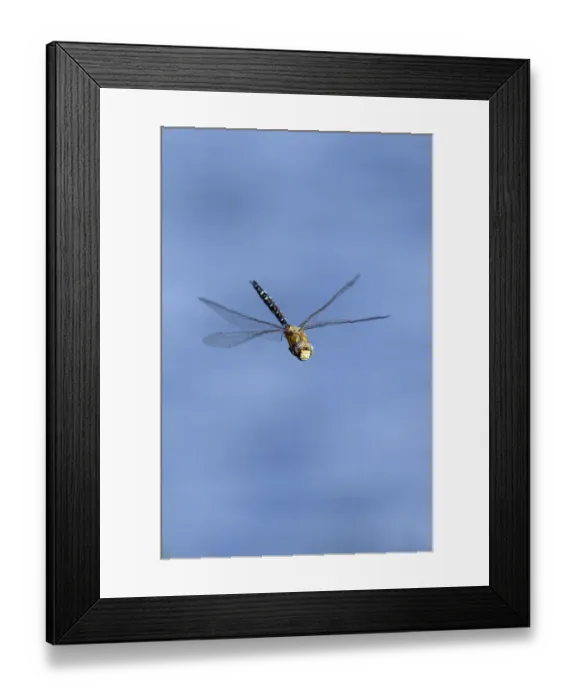 Framed Print : Migrant Hawker dragonfly (Aeshna mixta latrielle) male in flight, Wiltshire, England Framed Print : Migrant Hawker dragonfly (Aeshna mixta latrielle) male in flight, Wiltshire, England