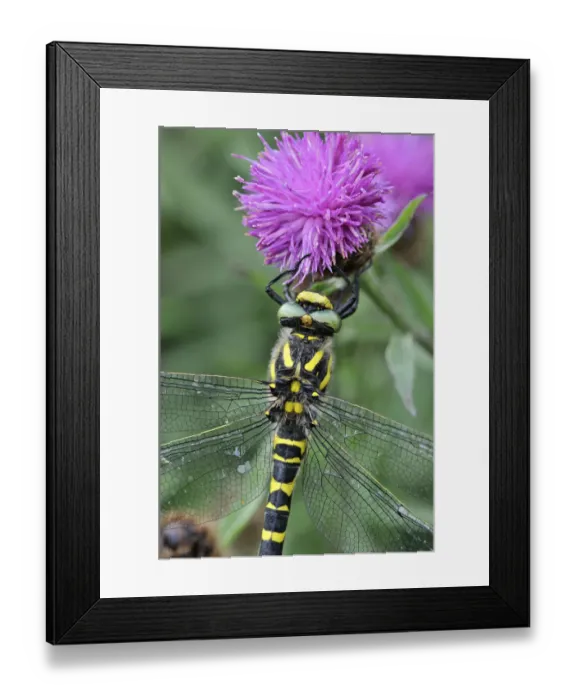 Framed Print : Golden Ringed Dragonfly (Cordulegaster boltonii) female at rest on flower, Devon, England Framed Print : Golden Ringed Dragonfly (Cordulegaster boltonii) female at rest on flower, Devon, England