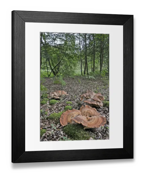 Framed Print : Giant Polypore fungus (Meripilus giganteus) growing in clusters on woodland floor Framed Print : Giant Polypore fungus (Meripilus giganteus) growing in clusters on woodland floor