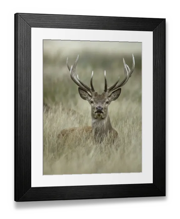Framed Print : Red deer stag (Cervus elaphus) portrait lying in long grass, Richmond Park, London Framed Print : Red deer stag (Cervus elaphus) portrait lying in long grass, Richmond Park, London