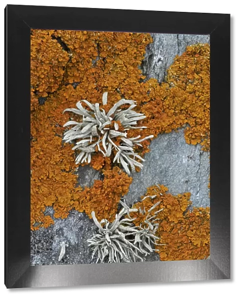 Orange coloured Seashore Lichens (Xanthoria parietina) and Sea Ivory (Ramalina siliquosa) UK