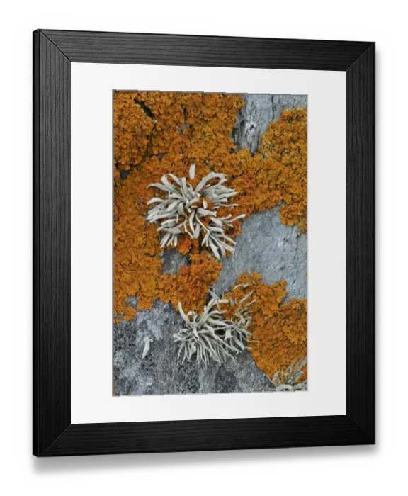 Framed Print : Orange coloured Seashore Lichens (Xanthoria parietina) and Sea Ivory (Ramalina siliquosa) UK Framed Print : Orange coloured Seashore Lichens (Xanthoria parietina) and Sea Ivory (Ramalina siliquosa) UK