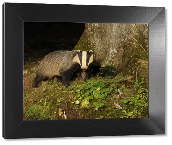 Badger (Meles meles) standing at base of tree at night, Mid Devon, England, August