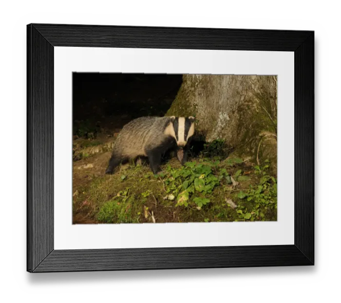 Framed Print : Badger (Meles meles) standing at base of tree at night, Mid Devon, England, August Framed Print : Badger (Meles meles) standing at base of tree at night, Mid Devon, England, August