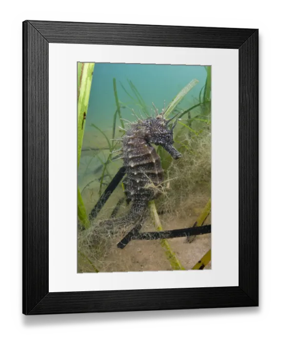 Framed Print : An adult female Spiny Seahorse (Hippocampus guttulatus) in a meadow of seagrass (Zostera marina) Framed Print : An adult female Spiny Seahorse (Hippocampus guttulatus) in a meadow of seagrass (Zostera marina)