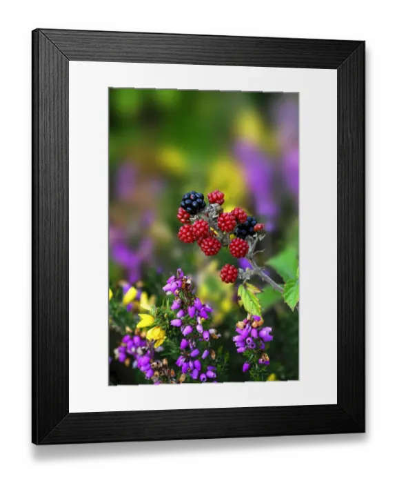Framed Print : Blackberries (Rubus plicatus) with heather and gorse. Dorset, UK, August Framed Print : Blackberries (Rubus plicatus) with heather and gorse. Dorset, UK, August