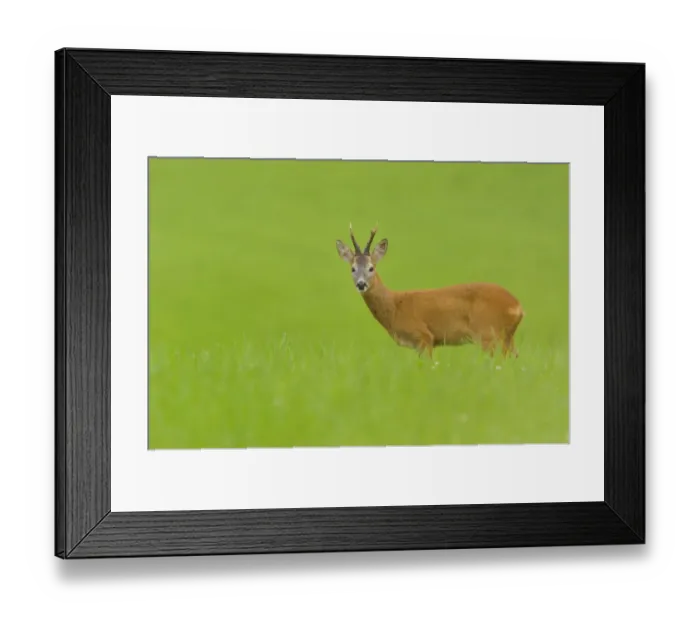 Framed Print : Roe deer (Capreolus capreolus) buck feeding in a field at dusk. Perthshire, Scotland, August Framed Print : Roe deer (Capreolus capreolus) buck feeding in a field at dusk. Perthshire, Scotland, August