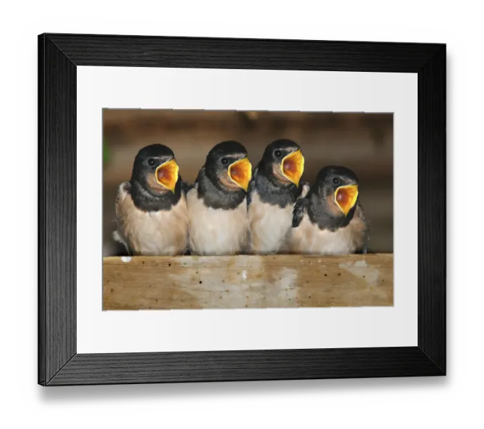 Framed Print : Fledgling Barn swallows (Hirundo rustica) calling for food in barn. Dorset, UK, August Framed Print : Fledgling Barn swallows (Hirundo rustica) calling for food in barn. Dorset, UK, August