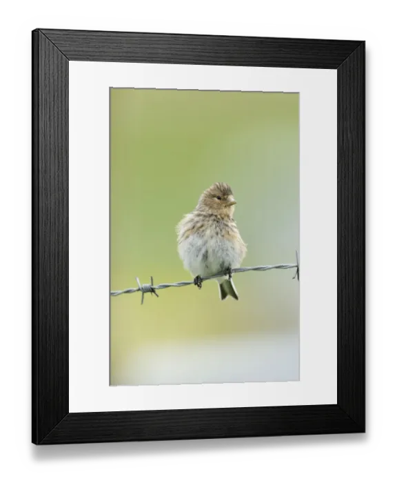 Framed Print : Twite (Carduelis / Acanthis flavirostris) resting on a barbed wire fence. Isle of Berneray Framed Print : Twite (Carduelis / Acanthis flavirostris) resting on a barbed wire fence. Isle of Berneray