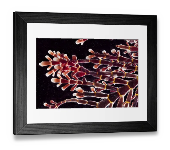 Framed Print : Coral weed (Corallina officinalis) from rockpool, Isle of Skye, Scotland, UK Framed Print : Coral weed (Corallina officinalis) from rockpool, Isle of Skye, Scotland, UK