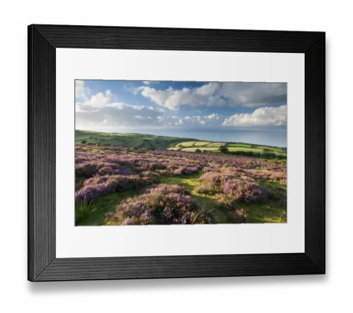 Framed Print : View of flowering heather, farmland and coastline near Porlock, Exmoor National Park Framed Print : View of flowering heather, farmland and coastline near Porlock, Exmoor National Park