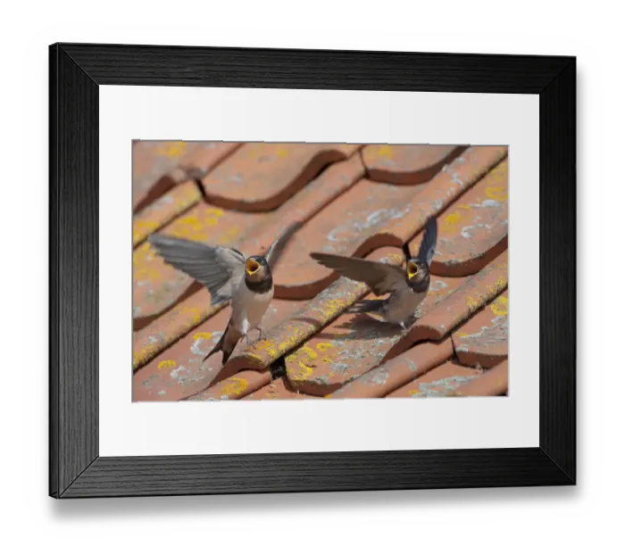 Framed Print : Barn swallow (Hirundo rustica) two young swallows on barn roof calling for food, Norfolk Framed Print : Barn swallow (Hirundo rustica) two young swallows on barn roof calling for food, Norfolk