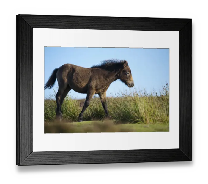 Framed Print : Exmoor Pony (Equus caballus) foal on heathland, Dunkery and Horner Woods NNR, Exmoor NP Framed Print : Exmoor Pony (Equus caballus) foal on heathland, Dunkery and Horner Woods NNR, Exmoor NP