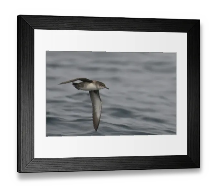 Framed Print : Balearic shearwater (Puffinus mauretanicus) in flight over Irish sea off Pembrokeshire coast Framed Print : Balearic shearwater (Puffinus mauretanicus) in flight over Irish sea off Pembrokeshire coast