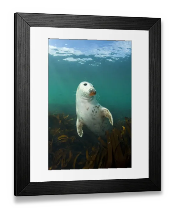 Framed Print : Grey seal (Halichoerus grypus) portrait, underwater amongst kelp, Farne Islands, Northumberland Framed Print : Grey seal (Halichoerus grypus) portrait, underwater amongst kelp, Farne Islands, Northumberland