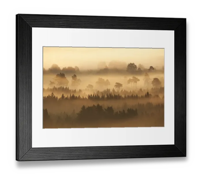 Framed Print : Native pine forest silhouetted at dawn with rising mist. Cairngorms National Park Framed Print : Native pine forest silhouetted at dawn with rising mist. Cairngorms National Park