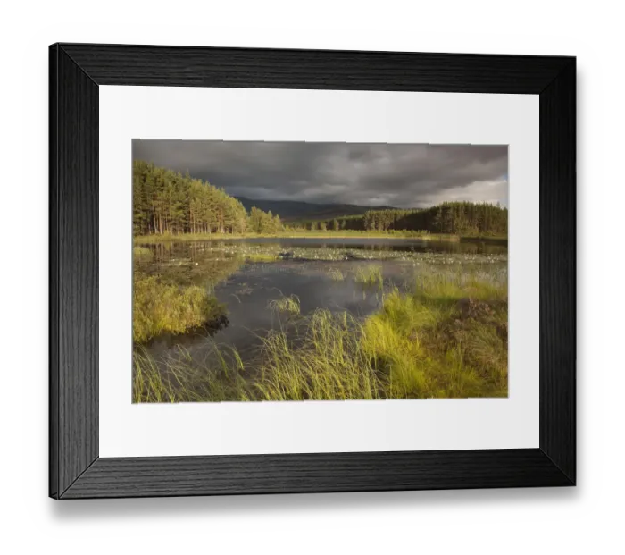 Framed Print : Stormy light over bog, Glenfeshie, Cairngorms NP, Highlands, Scotland, UK, August 2010 Framed Print : Stormy light over bog, Glenfeshie, Cairngorms NP, Highlands, Scotland, UK, August 2010