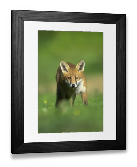 Framed Print : Young Fox (Vulpes vulpes) in late summer. Dorset, UK, August Framed Print : Young Fox (Vulpes vulpes) in late summer. Dorset, UK, August