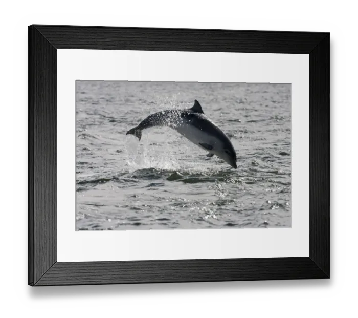 Framed Print : Juvenile Bottlenose dolphin (Tursiops truncatus) breaching, Moray Firth, Inverness-shire
