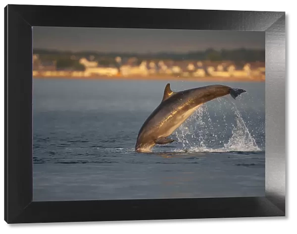 Bottlenose dolphin (Tursiops truncatus) breaching in evening light, Moray Firth, Inverness-shire