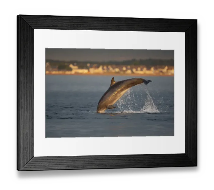 Framed Print : Bottlenose dolphin (Tursiops truncatus) breaching in evening light, Moray Firth, Inverness-shire Framed Print : Bottlenose dolphin (Tursiops truncatus) breaching in evening light, Moray Firth, Inverness-shire