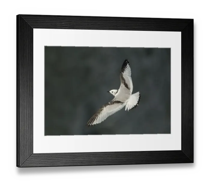 Framed Print : Kittiwake (Rissa tridactyla) in flight, juvenile. Bempton, Yorkshire, UK, August Framed Print : Kittiwake (Rissa tridactyla) in flight, juvenile. Bempton, Yorkshire, UK, August