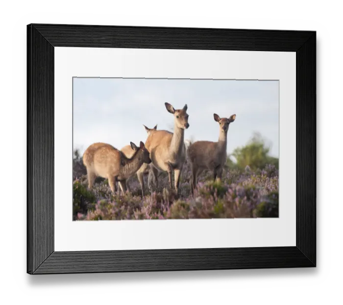 Framed Print : Sika deer (Cervus nippon) amongst flowering heather, Arne RSPB reserve, Dorset, England Framed Print : Sika deer (Cervus nippon) amongst flowering heather, Arne RSPB reserve, Dorset, England
