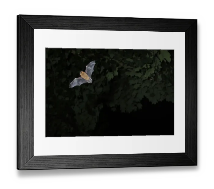 Framed Print : Common  /  Bandit pipistrelle bat (Pipistrellus pipistrellus) hunting at twilight, Berwickshire