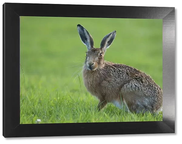European Hare (Lepus europaeus) portrait. Wales, UK, August