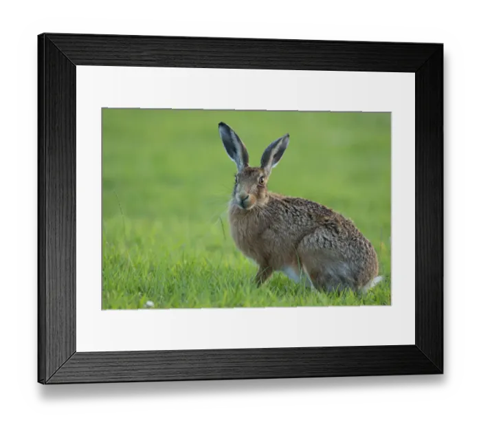 Framed Print : European Hare (Lepus europaeus) portrait. Wales, UK, August Framed Print : European Hare (Lepus europaeus) portrait. Wales, UK, August