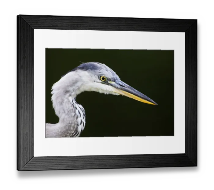 Framed Print : Grey heron (Ardea cinerea) head profile, Regents Park, London, UK August Framed Print : Grey heron (Ardea cinerea) head profile, Regents Park, London, UK August