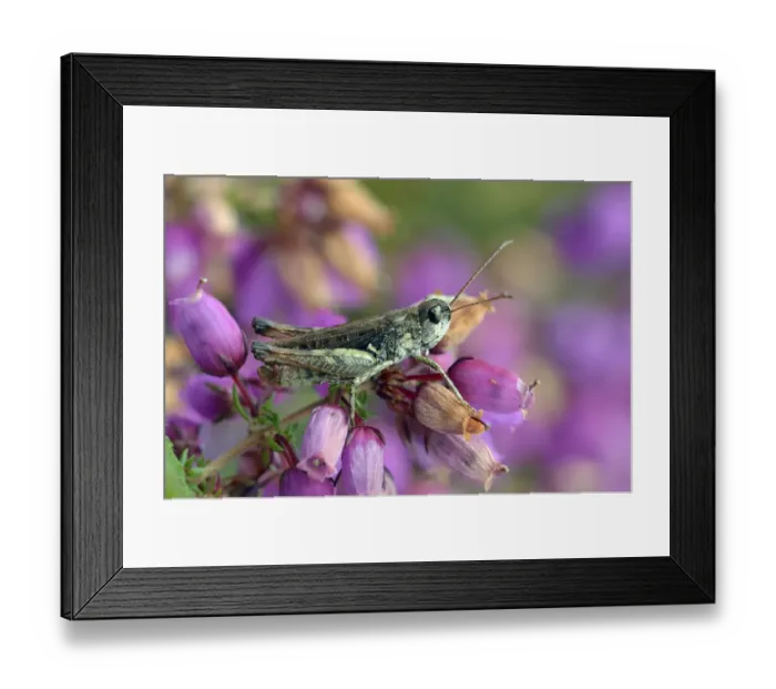 Framed Print : Mottled grasshopper (Myrmeleotettix maculatus) on Clustered bell heather flower mainly Framed Print : Mottled grasshopper (Myrmeleotettix maculatus) on Clustered bell heather flower mainly