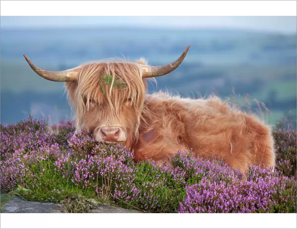 Highland cow lying on Heather, Curbar Edge, Peak District National Park, Derbyshire