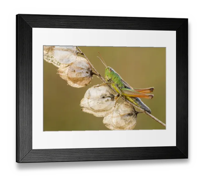 Framed Print : Common Green Grasshopper (Omocestus viridulus), resting on dead Yellow rattle stem Framed Print : Common Green Grasshopper (Omocestus viridulus), resting on dead Yellow rattle stem