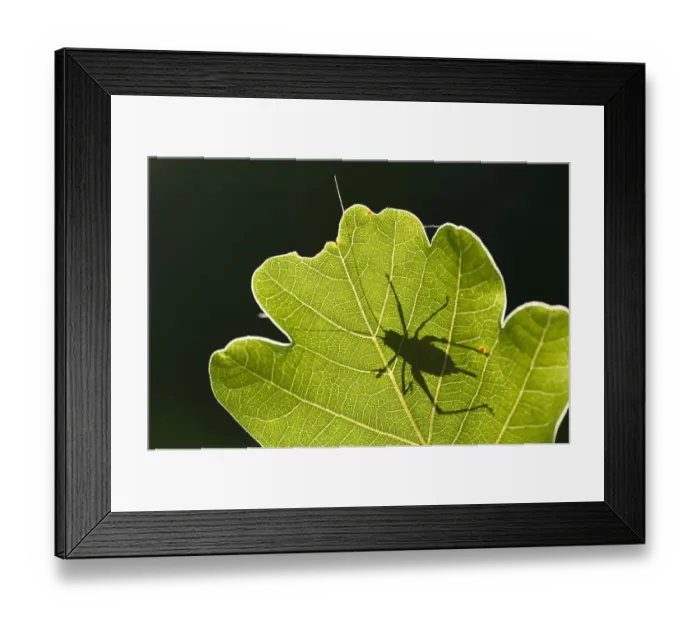 Framed Print : Speckled bush cricket (Leptophyes punctatissima) outline seen through backlit oak leaf Framed Print : Speckled bush cricket (Leptophyes punctatissima) outline seen through backlit oak leaf