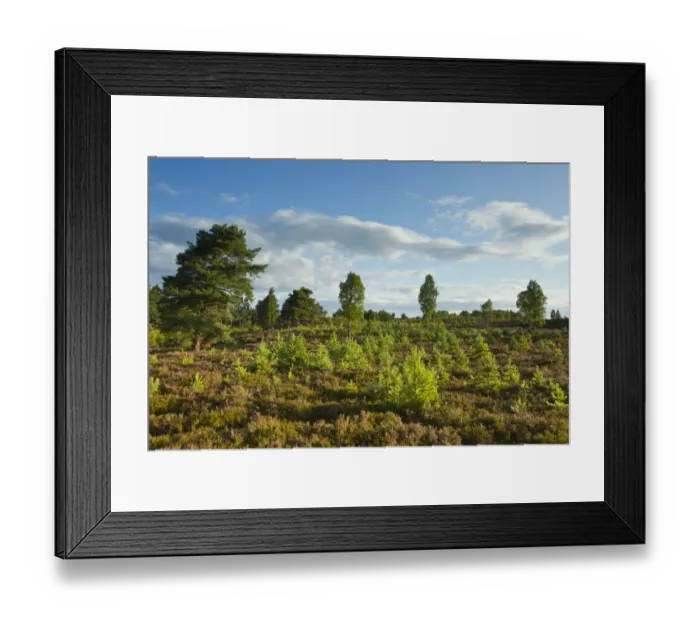 Framed Print : Young scots pines (Pinus sylvestris) regeneration on moorland. Cairngorms National Park Framed Print : Young scots pines (Pinus sylvestris) regeneration on moorland. Cairngorms National Park