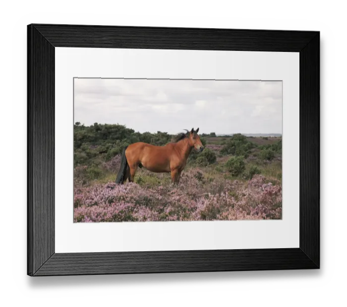Framed Print : Male New Forest Pony looking alert and listening with ears pricked standing among Framed Print : Male New Forest Pony looking alert and listening with ears pricked standing among