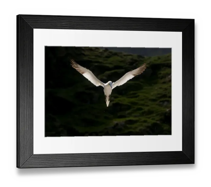 Framed Print : Gannet (Morus bassanus) adult, backlit by the morning sun, in flight. Shetland Islands Framed Print : Gannet (Morus bassanus) adult, backlit by the morning sun, in flight. Shetland Islands