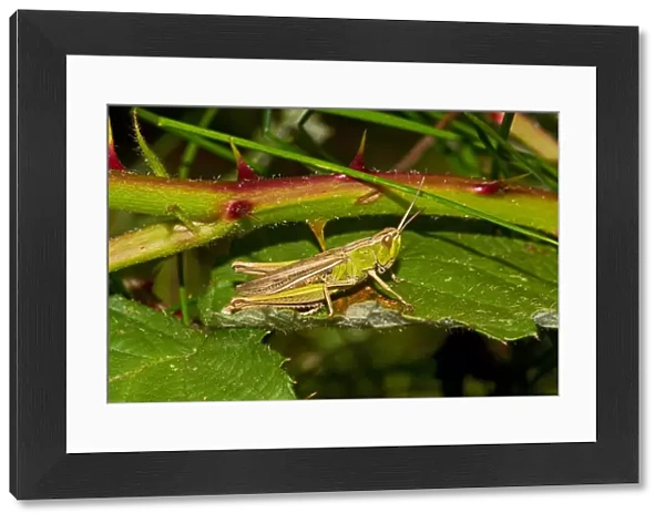 Lesser Marsh Grasshopper (Chorthippus albomarginatus) brown and green form Lewisham