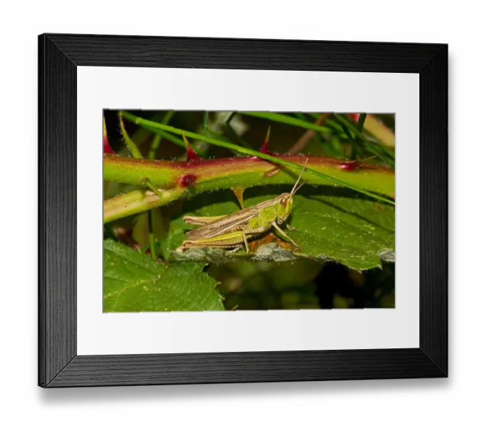 Framed Print : Lesser Marsh Grasshopper (Chorthippus albomarginatus) brown and green form Lewisham Framed Print : Lesser Marsh Grasshopper (Chorthippus albomarginatus) brown and green form Lewisham