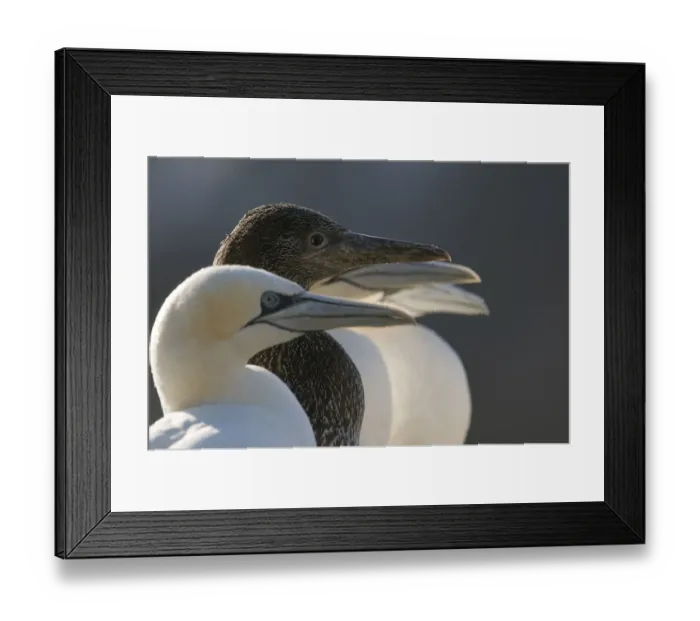 Framed Print : Gannet (Morus bassanus) chick in a line of adults. Shetland Islands, Scotland, UK, August Framed Print : Gannet (Morus bassanus) chick in a line of adults. Shetland Islands, Scotland, UK, August