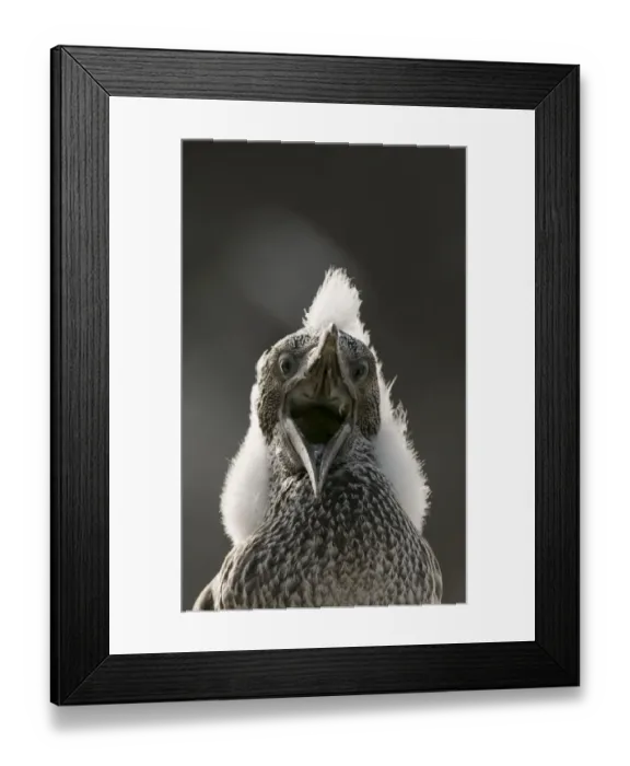 Framed Print : Gannet (Morus bassanus) chick with fluffy with mouth open. Shetland Islands, Scotland, UK, August Framed Print : Gannet (Morus bassanus) chick with fluffy with mouth open. Shetland Islands, Scotland, UK, August