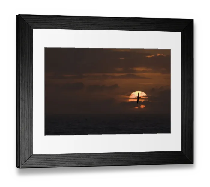 Framed Print : Gannet (Morus bassanus) in flight is silhouetted against the setting sun. Shetland Islands Framed Print : Gannet (Morus bassanus) in flight is silhouetted against the setting sun. Shetland Islands