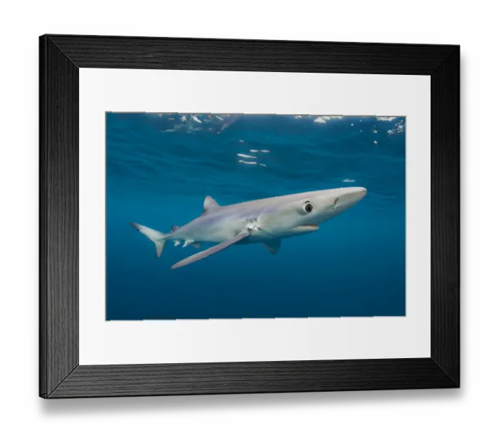 Framed Print : Blue shark (Prionace glauca) near the surface of the English Channel. Penzance, Cornwall Framed Print : Blue shark (Prionace glauca) near the surface of the English Channel. Penzance, Cornwall