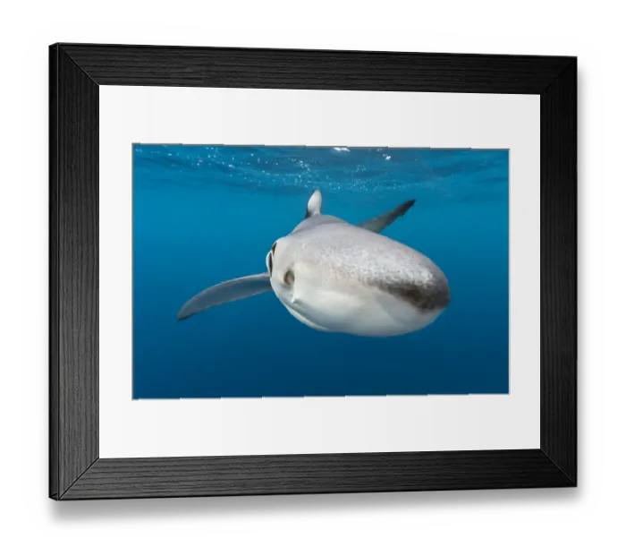 Framed Print : A close up of a blue shark (Prionace glauca) as it investigates the camera beneath Framed Print : A close up of a blue shark (Prionace glauca) as it investigates the camera beneath