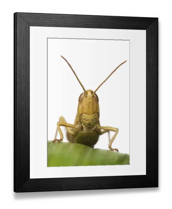 Framed Print : Close-up portrait of a Lesser marsh grasshopper (Chorthippus albomarginatus), Leicestershire Framed Print : Close-up portrait of a Lesser marsh grasshopper (Chorthippus albomarginatus), Leicestershire